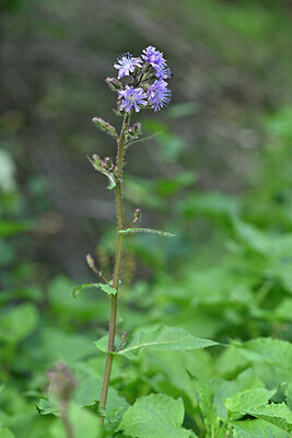 BUITEN BEELD Foto: 445884