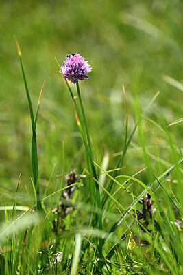 BUITEN BEELD Foto: 445885