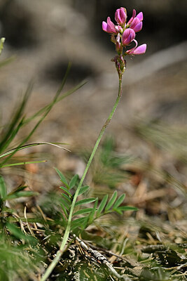 BUITEN BEELD Foto: 445888