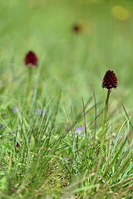BUITEN BEELD Foto: 445891