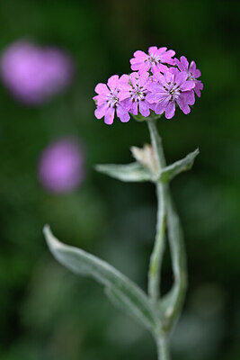 BUITEN BEELD Foto: 445895