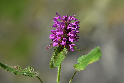 BUITEN BEELD Foto: 445899