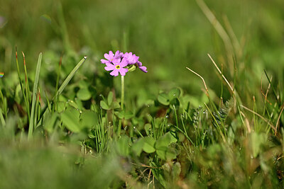BUITEN BEELD Foto: 445900