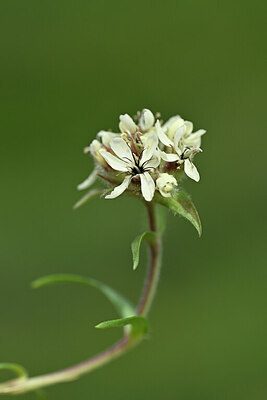 BUITEN BEELD Foto: 445903