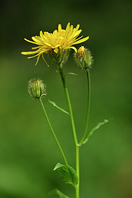 BUITEN BEELD Foto: 445905