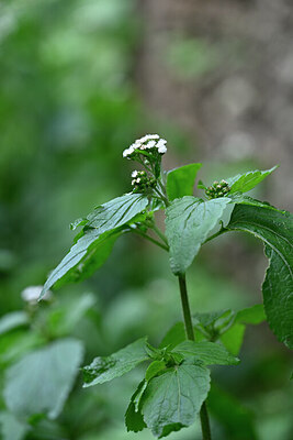 BUITEN BEELD Foto: 445907