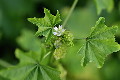 BUITEN BEELD Foto: 445909