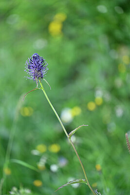 BUITEN BEELD Foto: 445912