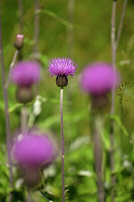 BUITEN BEELD Foto: 445913