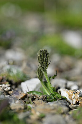 BUITEN BEELD Foto: 445915