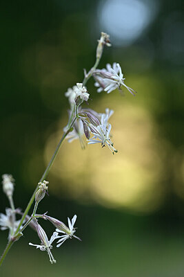 BUITEN BEELD Foto: 445918