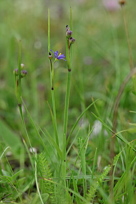 BUITEN BEELD Foto: 445920