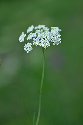 BUITEN BEELD Foto: 445924