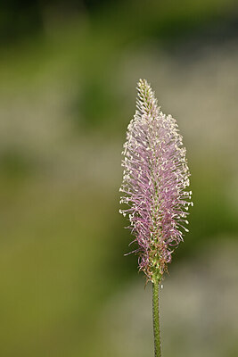 BUITEN BEELD Foto: 445930