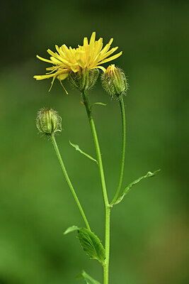 BUITEN BEELD Foto: 445931