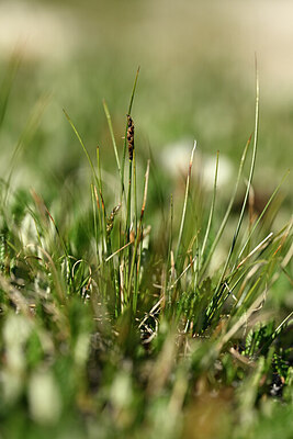 BUITEN BEELD Foto: 445932