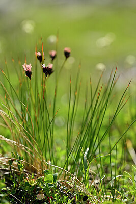 BUITEN BEELD Foto: 445933