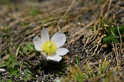 BUITEN BEELD Foto: 445936