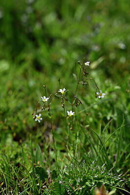 BUITEN BEELD Foto: 445937