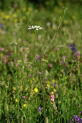 BUITEN BEELD Foto: 445945