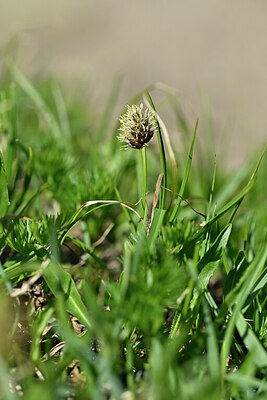 BUITEN BEELD Foto: 445947