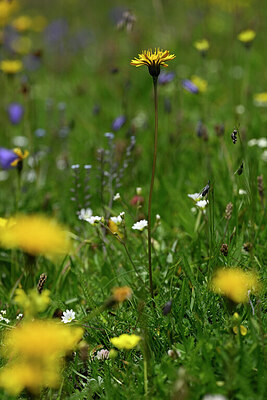 BUITEN BEELD Foto: 445948