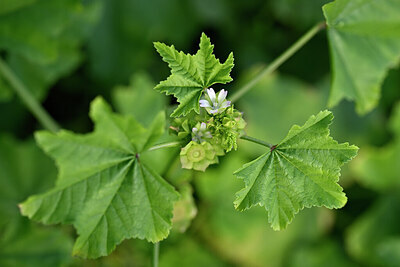 BUITEN BEELD Foto: 445950