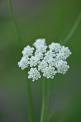 BUITEN BEELD Foto: 445951
