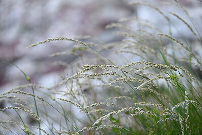 BUITEN BEELD Foto: 445955