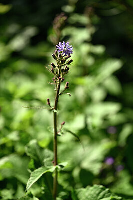 BUITEN BEELD Foto: 445956