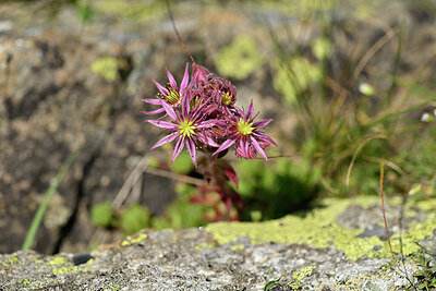 BUITEN BEELD Foto: 445957