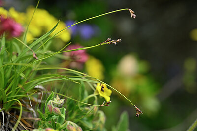 BUITEN BEELD Foto: 445958