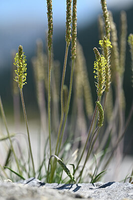 BUITEN BEELD Foto: 445959