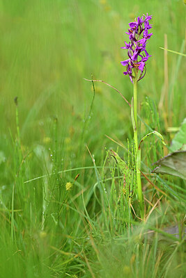 BUITEN BEELD Foto: 445961