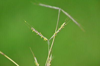 BUITEN BEELD Foto: 445962