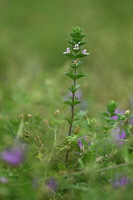 BUITEN BEELD Foto: 445963