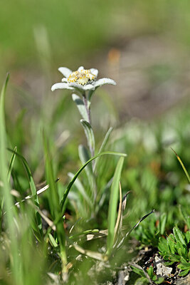 BUITEN BEELD Foto: 445967