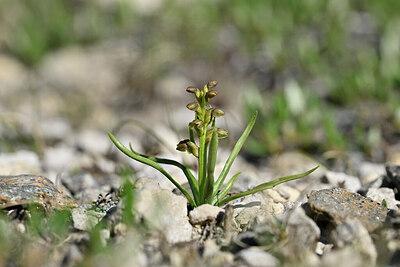 BUITEN BEELD Foto: 445969