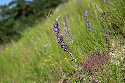BUITEN BEELD Foto: 445973