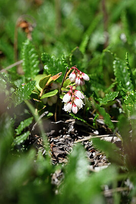 BUITEN BEELD Foto: 445974