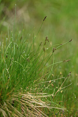 BUITEN BEELD Foto: 445975