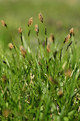 BUITEN BEELD Foto: 445976