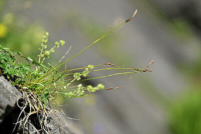 BUITEN BEELD Foto: 445982