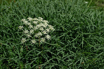 BUITEN BEELD Foto: 445983