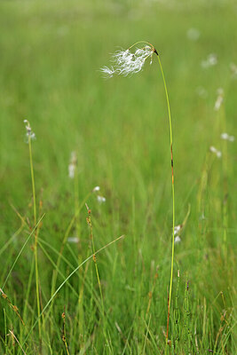 BUITEN BEELD Foto: 445985