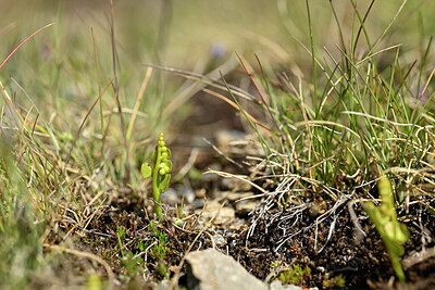 BUITEN BEELD Foto: 445988