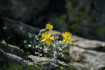 BUITEN BEELD Foto: 445992