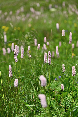BUITEN BEELD Foto: 446000