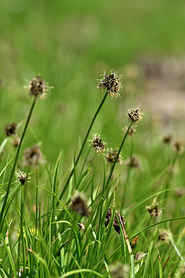 BUITEN BEELD Foto: 446001