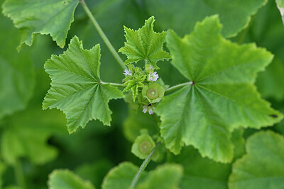 BUITEN BEELD Foto: 446003